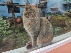 -青藏高原野生动物园