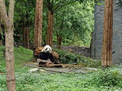 -都江堰中华大熊猫苑