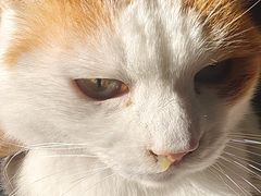 -北京观赏动物医院·24小时大型综合·猫专科·异宠专科