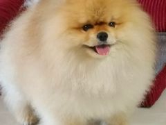 -北京观赏动物医院·24小时大型综合·猫专科·异宠专科