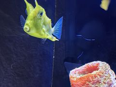 -上海海洋水族馆