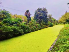 -上海共青森林公园