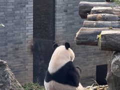 -都江堰中华大熊猫苑