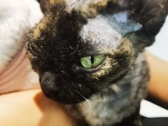 -琪喵猫屋·撸猫猫咖·猫舍