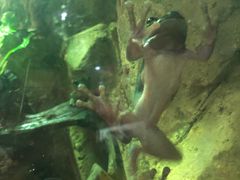 -迪拜水族馆及水下动物园