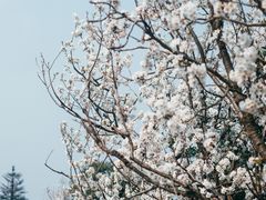 -樱桃山旅游景区