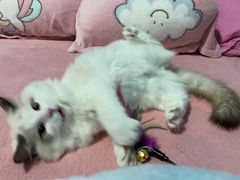 -猫大福·Fortune Cat猫舍(百子湾店)