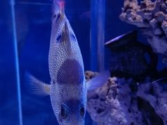 -太平洋海底世界