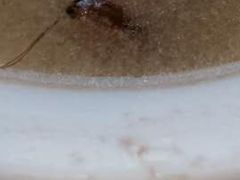 -护国寺小吃(安定门店)