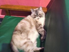 -猫色咖啡·猫咖