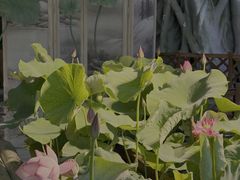-花之城
