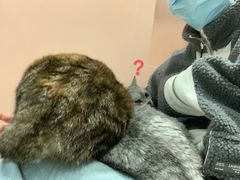 -猫儿山۰猫主题餐厅