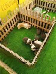 -萌宠亲子动物乐园(槐房万达店)