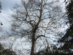 -旅马餐厅(茅家埠店)