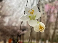 -桃花堤公园