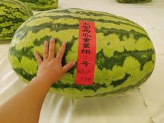 -西瓜小镇