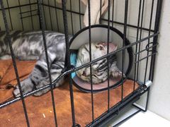 -瑞鹏宠物医院·骨科·猫科·内科(第一中心)
