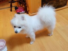 -PETKIT小佩宠物·低压洗护(国顺东路店)