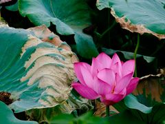 -莲池书院博物馆