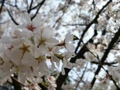 -武汉大学-樱园