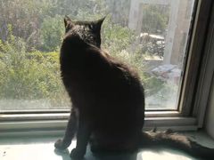 -纳吉亚猫专科动物医院(康都外科中心)