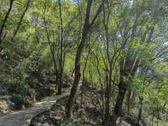 -上海佘山国家森林公园天马山园