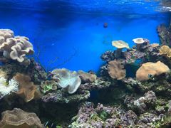海珊瑚主题餐厅(湛江店)-御唐府海珊瑚主题餐厅