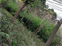 -三圣花乡旅游区