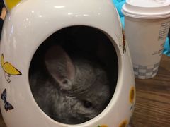 -藦茜花园宠物主题亲子互动体验馆(国顺东路店)