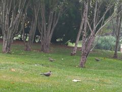 -滨海湖高尔夫球会