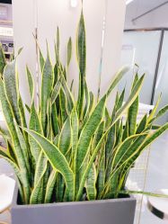 -FUTURE HN男士发型风格设计