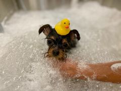 -comecome来吧宠物(奥克斯中心店)