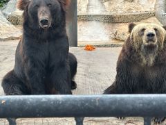 -云南野生动物园