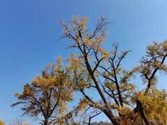 -千年银杏谷文化旅游区