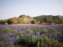 -紫海香堤香草艺术庄园