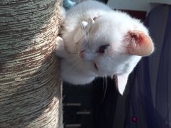 iphone_upload_pic-萌喵宠狗爱心宠咖