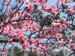 -重庆彩云湖湿地公园