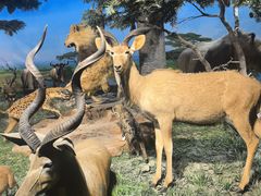 -国家自然博物馆