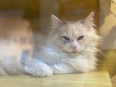 -猫十亿·布偶金渐层·曼基康矮脚猫舍(青年路店)