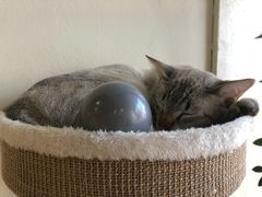 -藏猫猫咖啡主题馆(中央大道店)