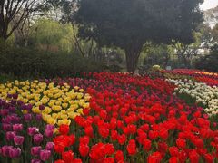 -上海鲜花港
