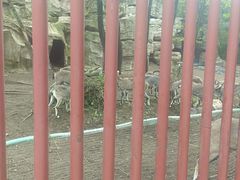 -沈阳森林动物园