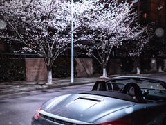 -高东镇樱花园