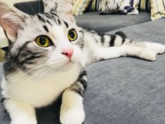 -猫大福·Fortune Cat猫舍(百子湾店)