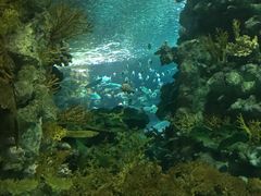 -上海海洋水族馆