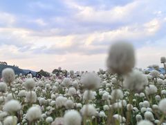 -径山花海