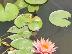 -金银湖国家城市湿地公园