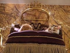 -more than meow吴止猫主题餐厅(承德 中船汇店)