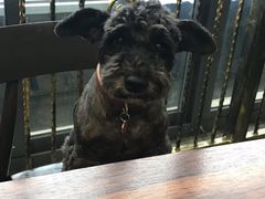 -Oh My Dog宠物沙龙(伊珊娜皮毛护理店)