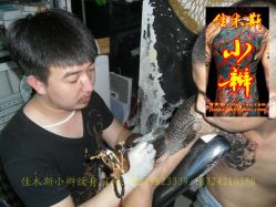 点击看大图 -小辫刺青洗纹身